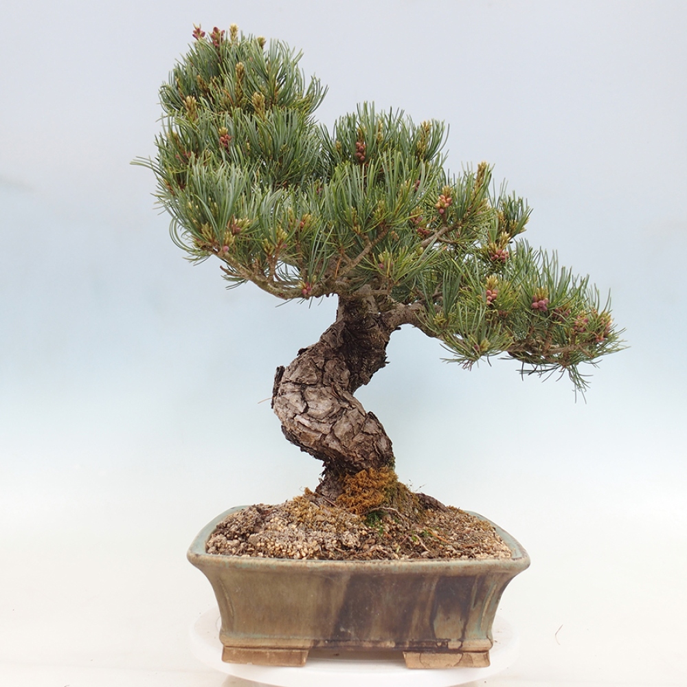 Bonsaï d'extérieur - Pinus parviflora - Pinus parviflora
