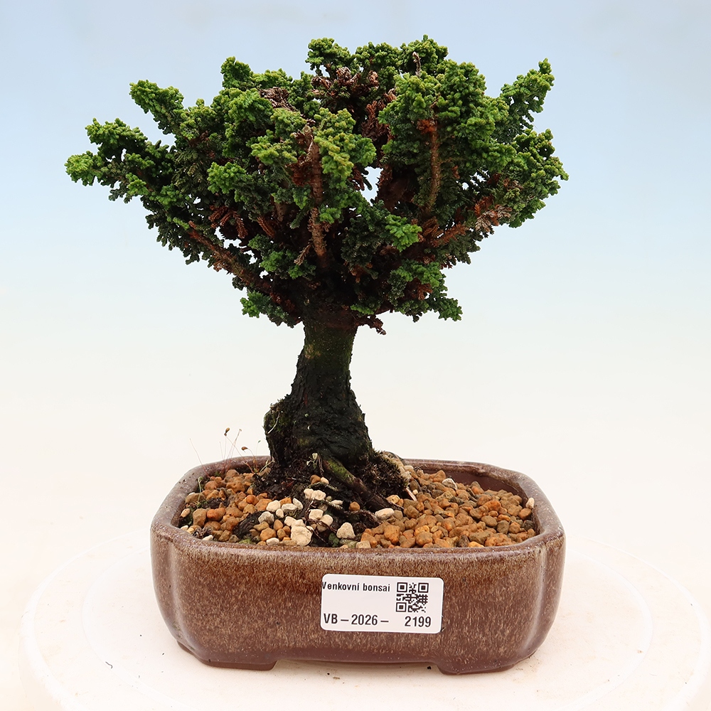 Bonsaï d'extérieur - Cham. obtusa SEKKA HINOKI - Cyprès