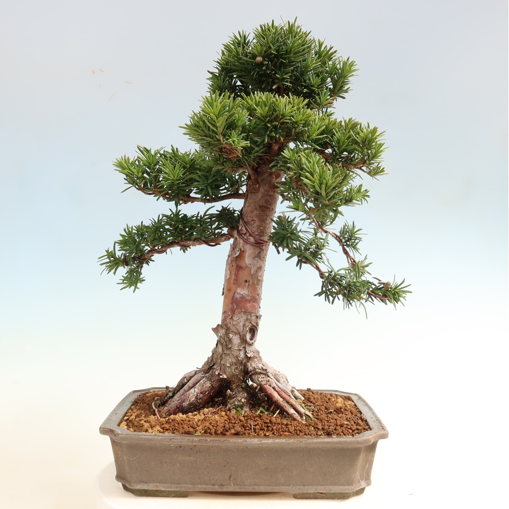 Bonsaï d'extérieur - Taxus cuspidata - If japonais