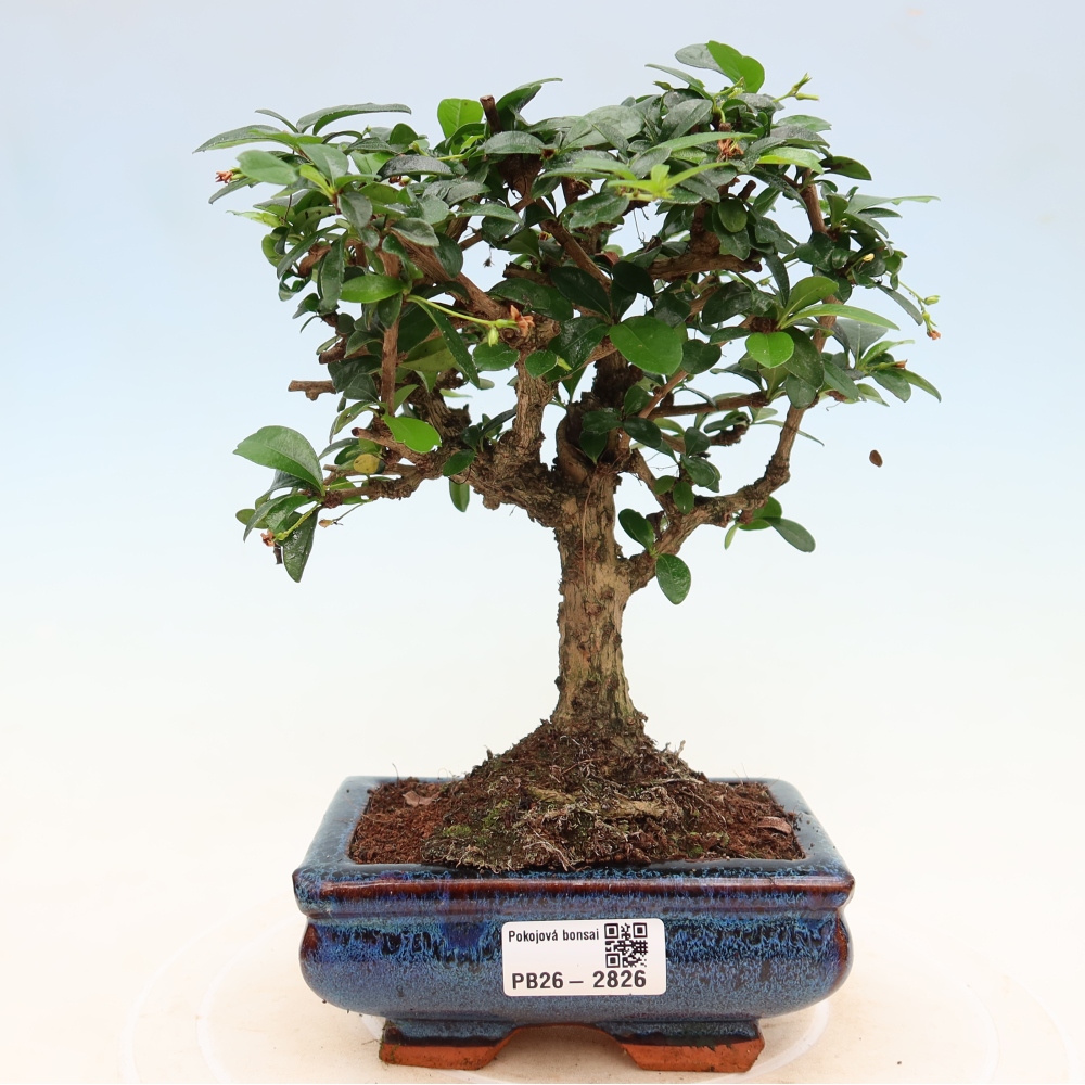Bonsaï de chambre - Carmona macrophylla - Tea fuki