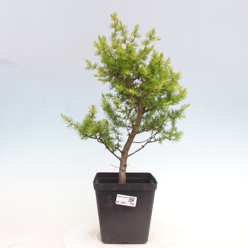 Bonsaï d'extérieur -Larix decidua - Mélèze