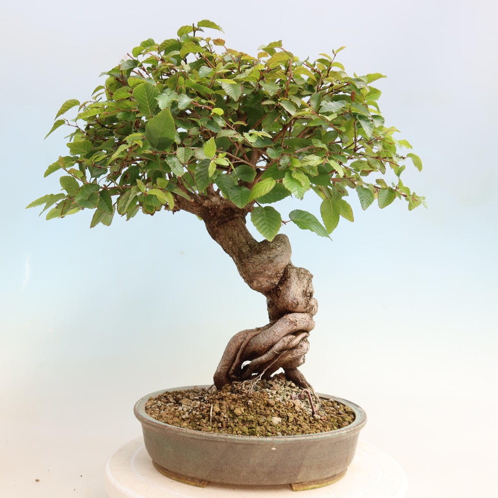 Bonsaï d'extérieur -Carpinus CARPINOIDES - Charme de Corée