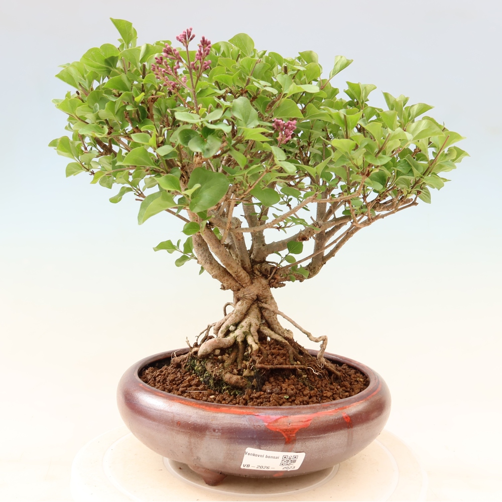 Bonsaï d'extérieur - Syringa microphylla - lilas à petites fleurs