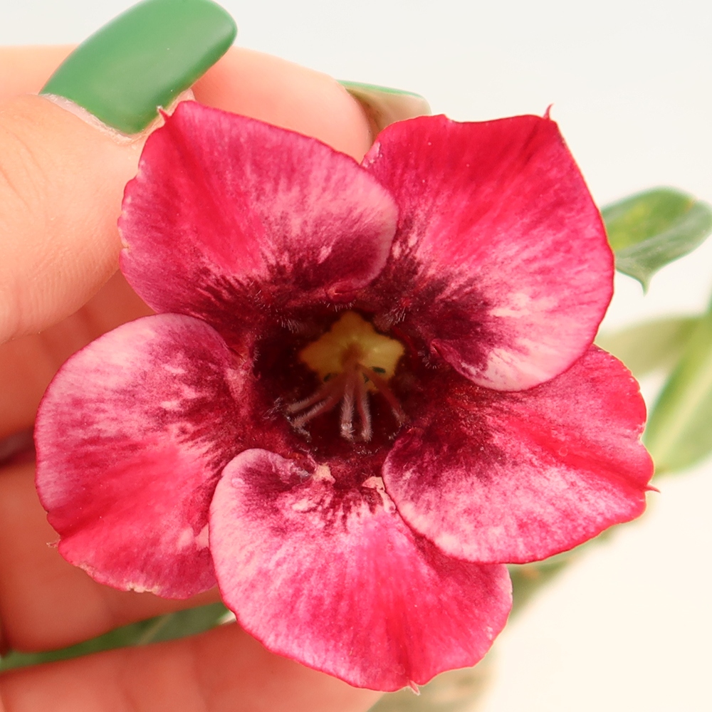 Bonsaï d'intérieur - Adenium obesum greffé « Mumbai Pink Diamond »  - Rose du désert