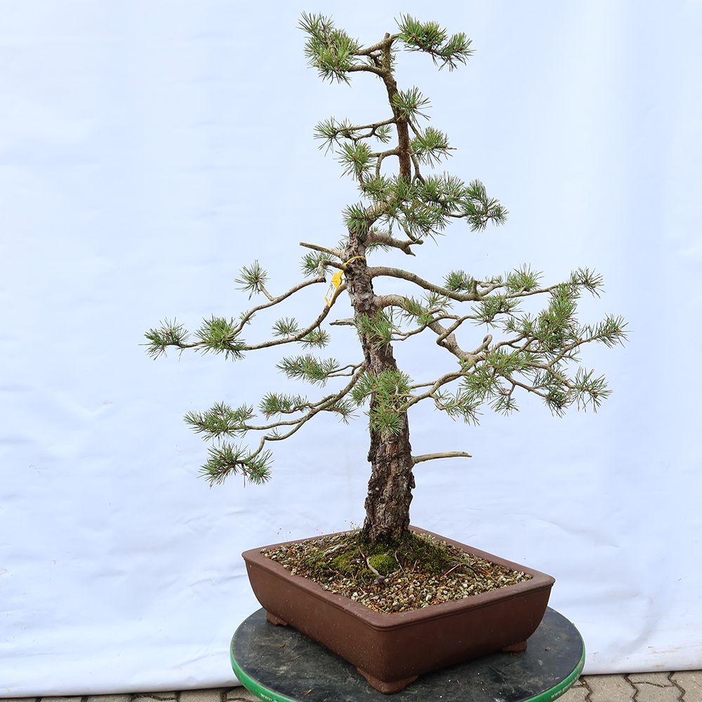 Pinus sylvestris Espagne - pin sylvestre