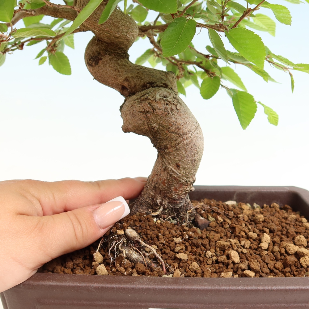 Bonsaï d'extérieur -Carpinus Coreana - Charme de Corée