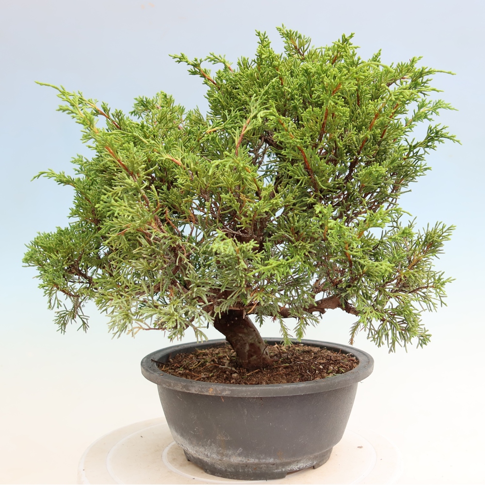 Bonsaï d'extérieur - Juniperus chinensis Itoigawa-Juniperus chinensis