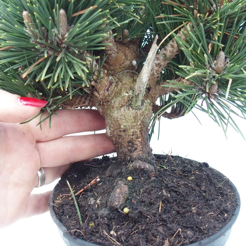 Bonsaï d'extérieur - Pinus thunbergii senjyumaru - Pin de Thunberg