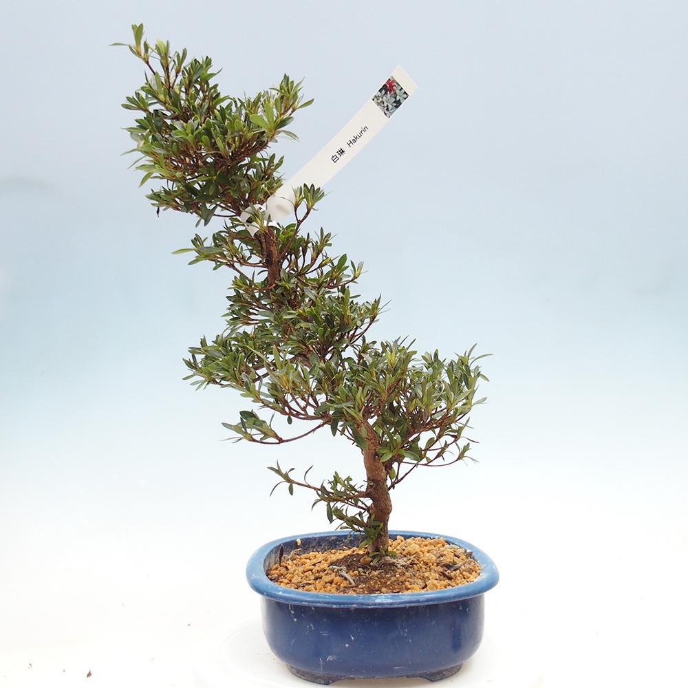 Bonsaï d'extérieur - Azalée japonaise - Azalea Hakurin