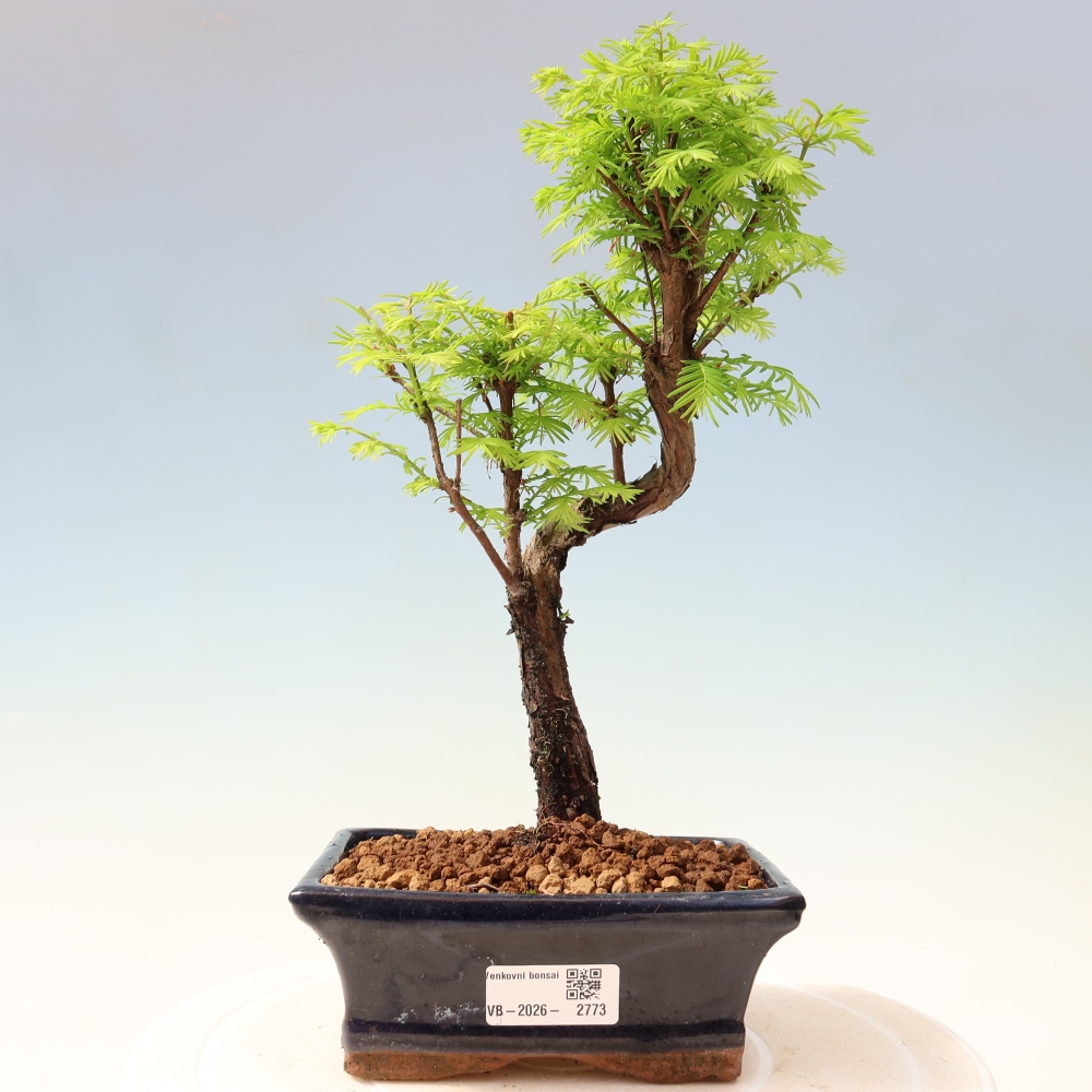 Bonsaï d'extérieur - Metasequoia glyptostroboides - Metasequoia chinois