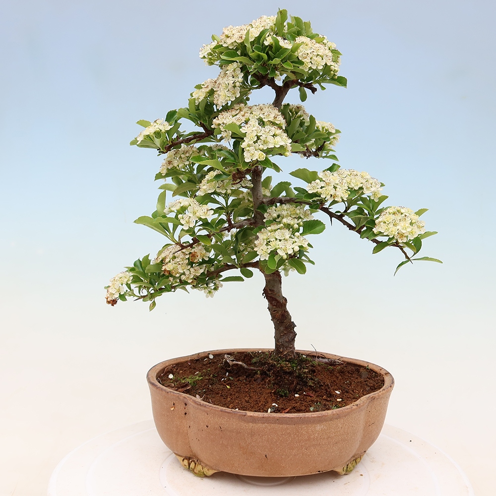 Bonsaï d'extérieur - Pyracantha teton - Pyracantha écarlate