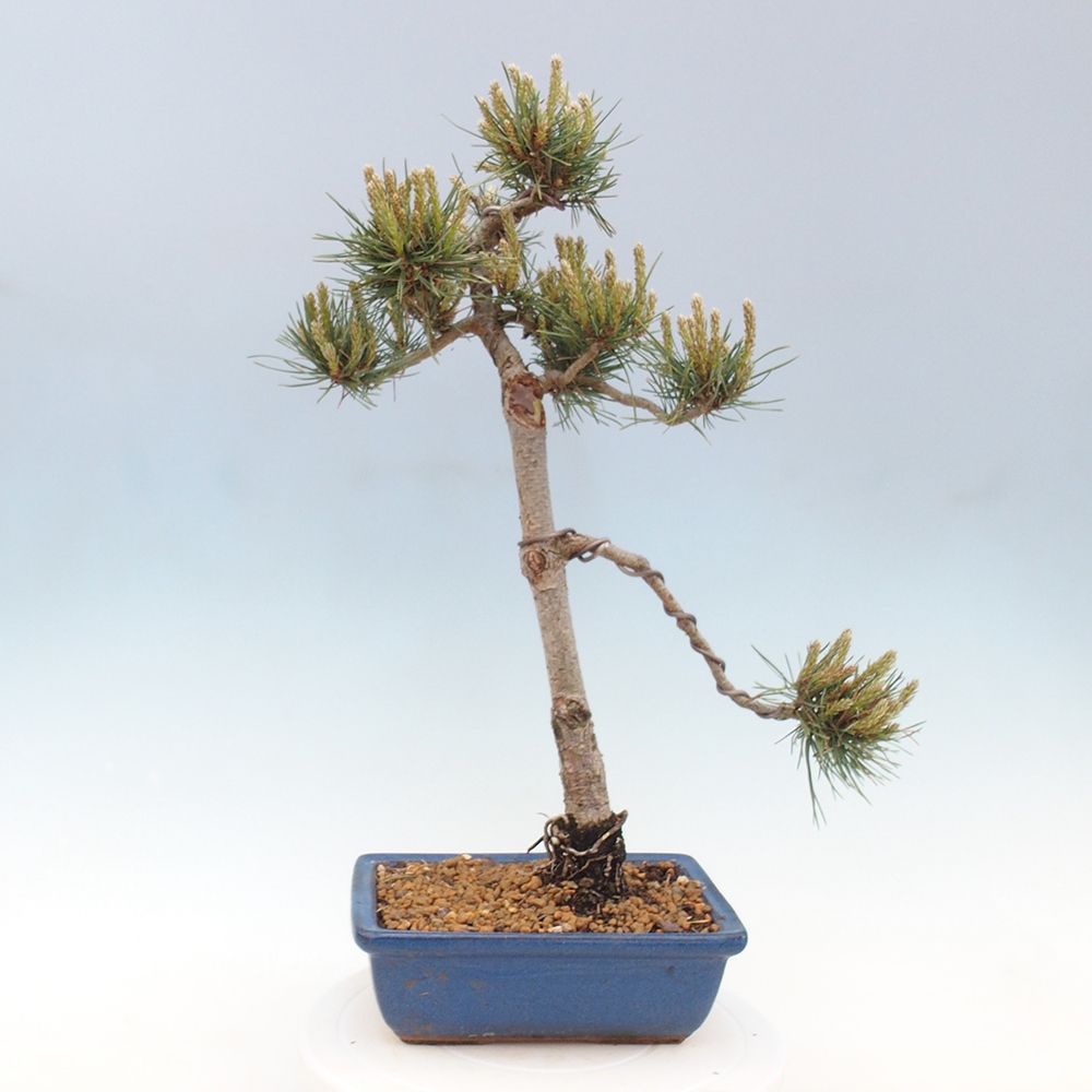 Bonsaï d'extérieur - Pinus Sylvestris Watererri - Pin sylvestre