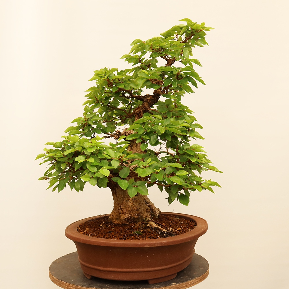 Bonsaï d'extérieur -Carpinus Coreana - Charme de Corée