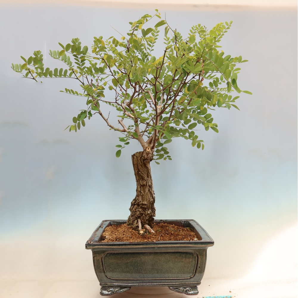 Bonsaï d'extérieur - Acacia épineux - Robinia pseudoacacia