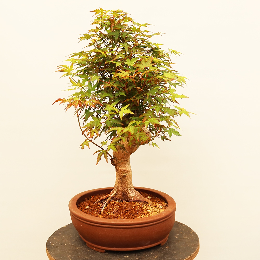 Bonsaïs d'extérieur - Maple palmatum - Palmiers
