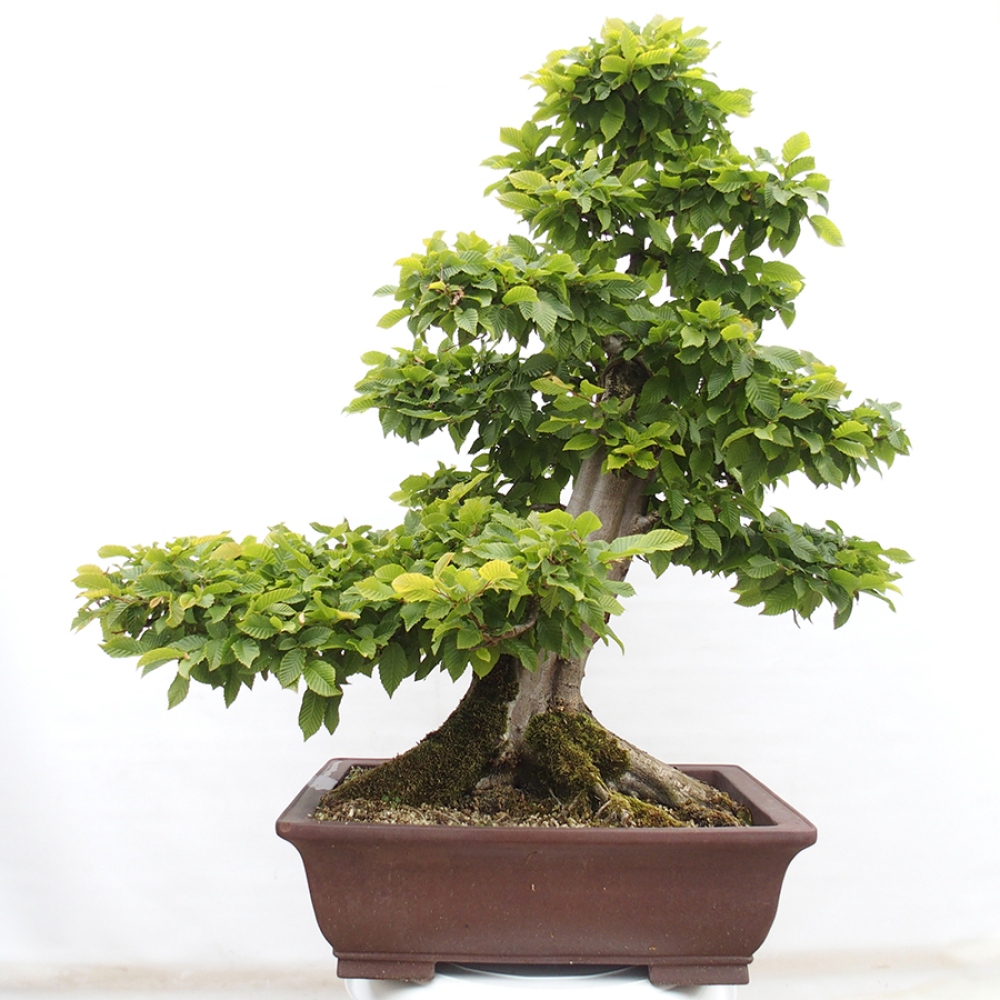 Bonsaï d'extérieur - Charme - Carpinus betulus