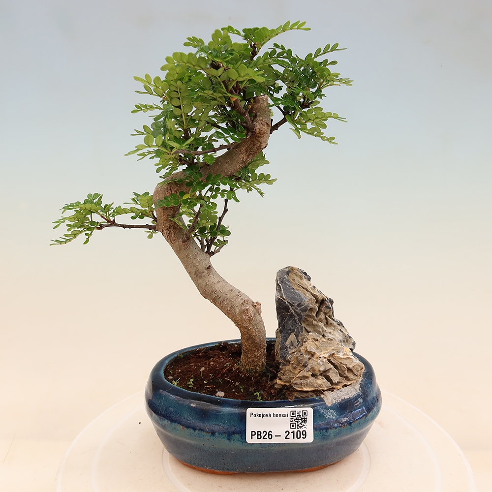Salle bonsaï - Zantoxylum piperitum - arbre à poivre