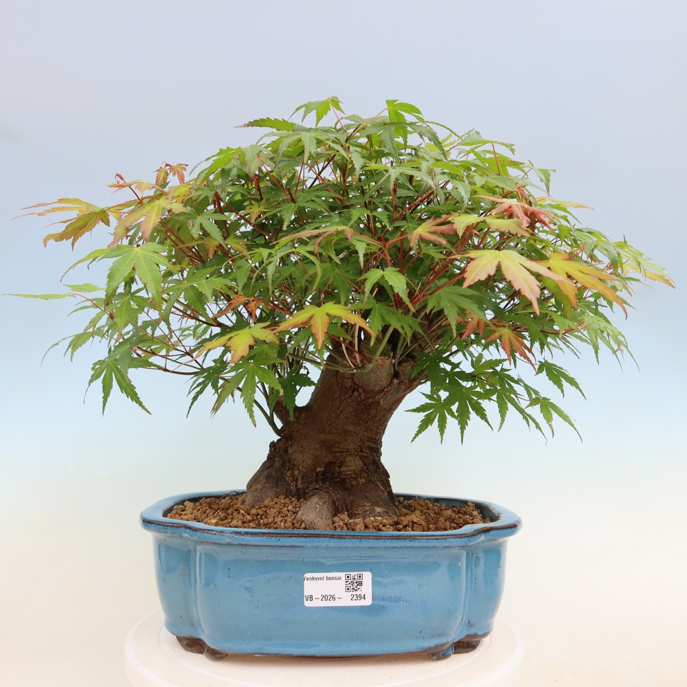 Bonsaï d'extérieur - Maple Burger - Acer Burgerianum