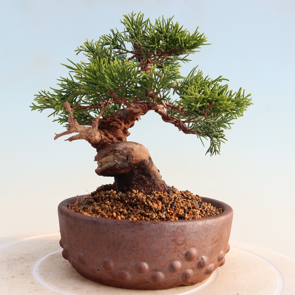 Bonsaï d'extérieur - Juniperus chinensis Itoigawa