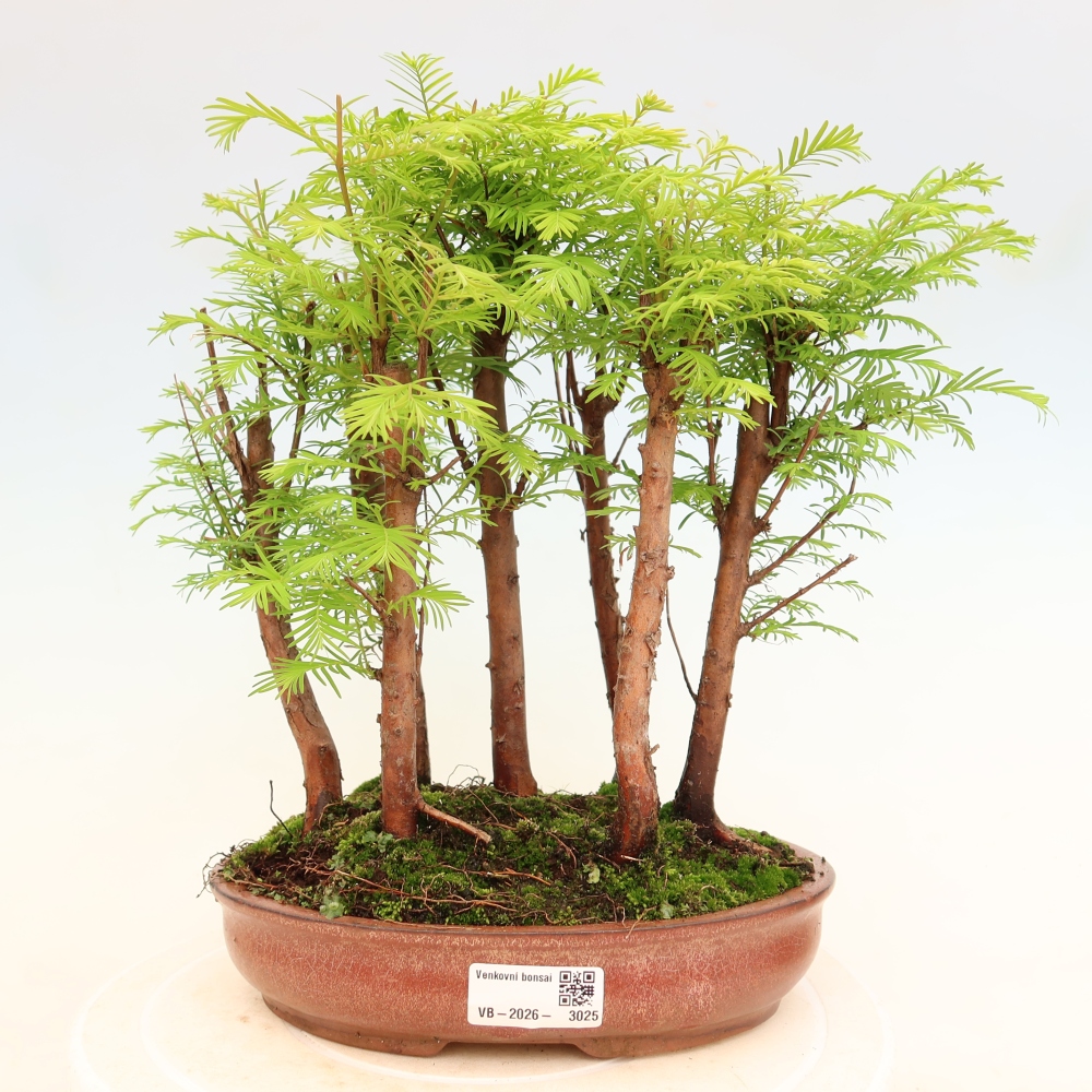 Bonsaï d'extérieur - Metasequoia glyptostroboides - Métaséquoia de Chine - petit bosquet