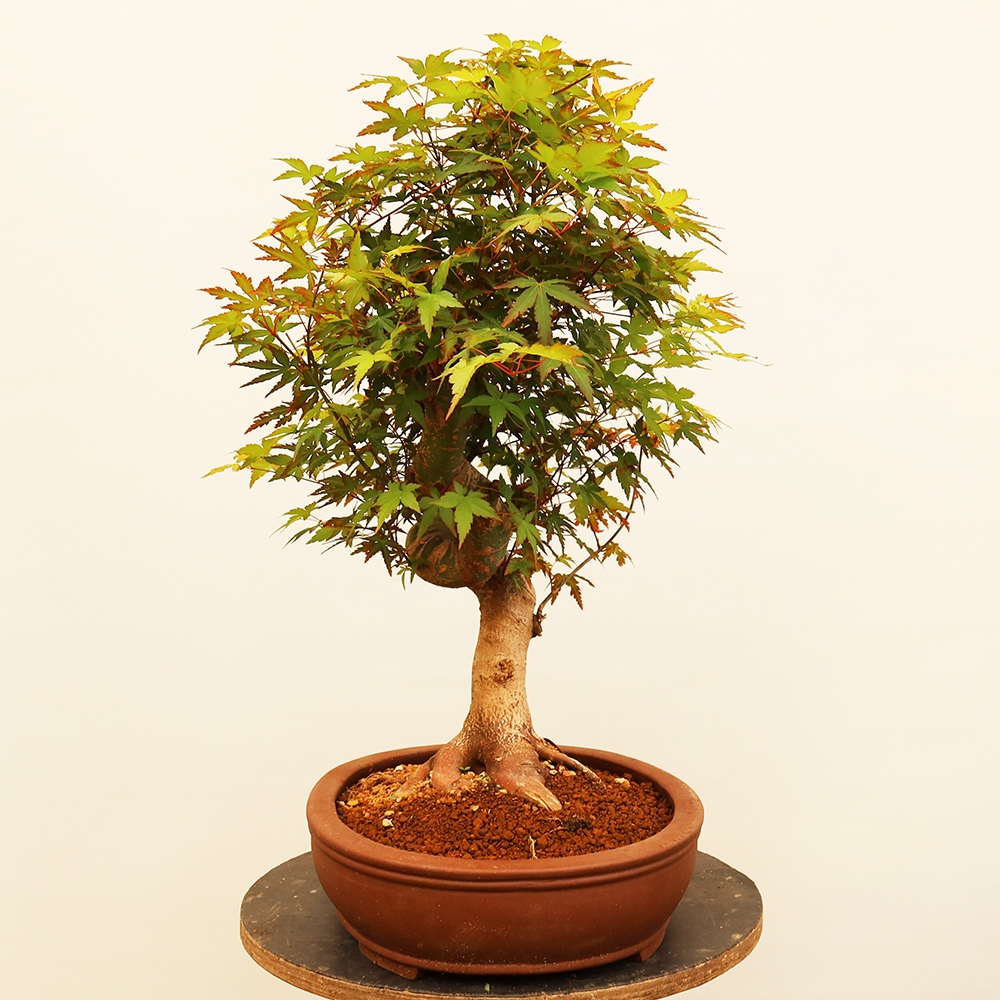 Bonsaïs d'extérieur - Maple palmatum - Palmiers