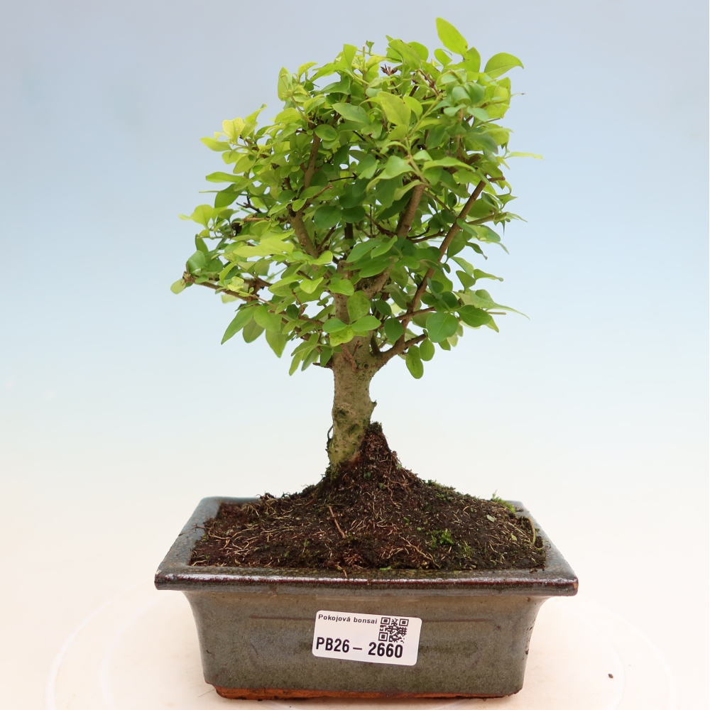 Bonsaï de chambre -Ligustrum chinensis - Bec d'oiseau
