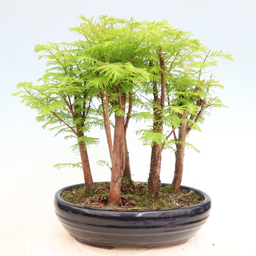 Bonsaï d'extérieur - Metasequoia glyptostroboides - Métaséquoia de Chine - petit bosquet