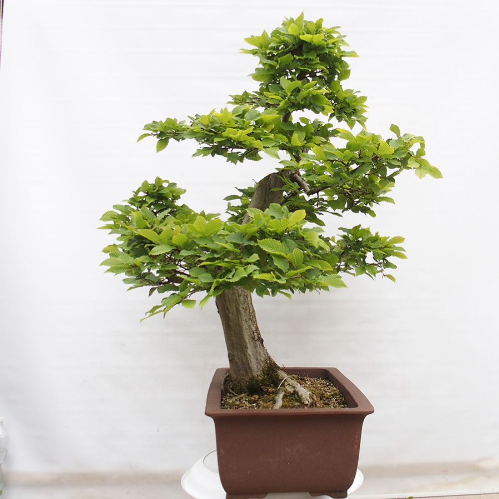 Bonsaï d'extérieur - Charme - Carpinus betulus