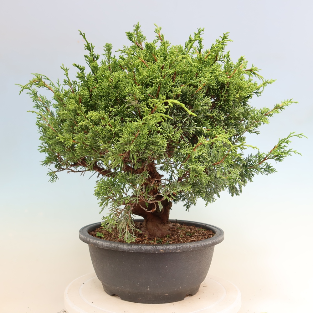 Bonsaï d'extérieur - Juniperus chinensis Itoigawa-Juniperus chinensis