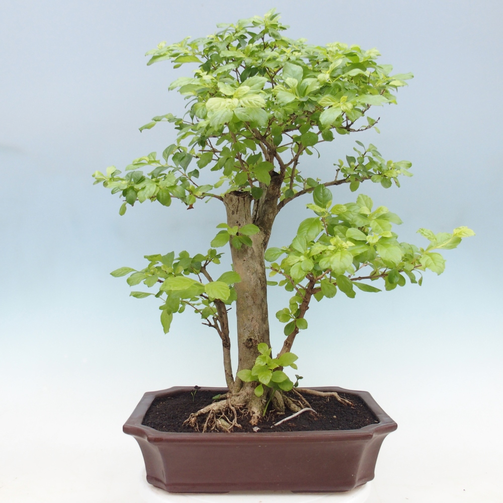 Bonsaï de chambre - Duranta erecta Aurea