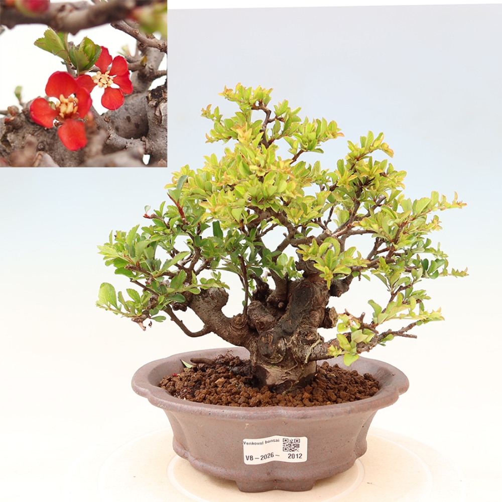 Bonsaï d'extérieur - Chaneomeles speciosa Chojubai