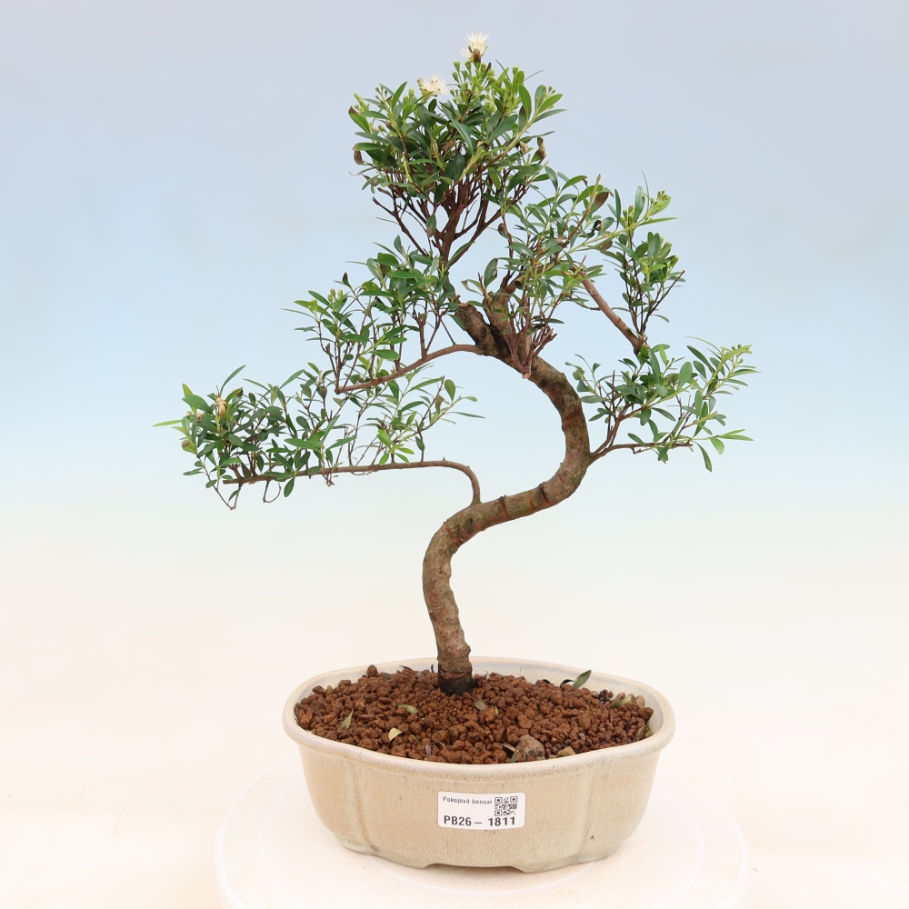 Bonsaï de chambre - Syzygium - Pimento