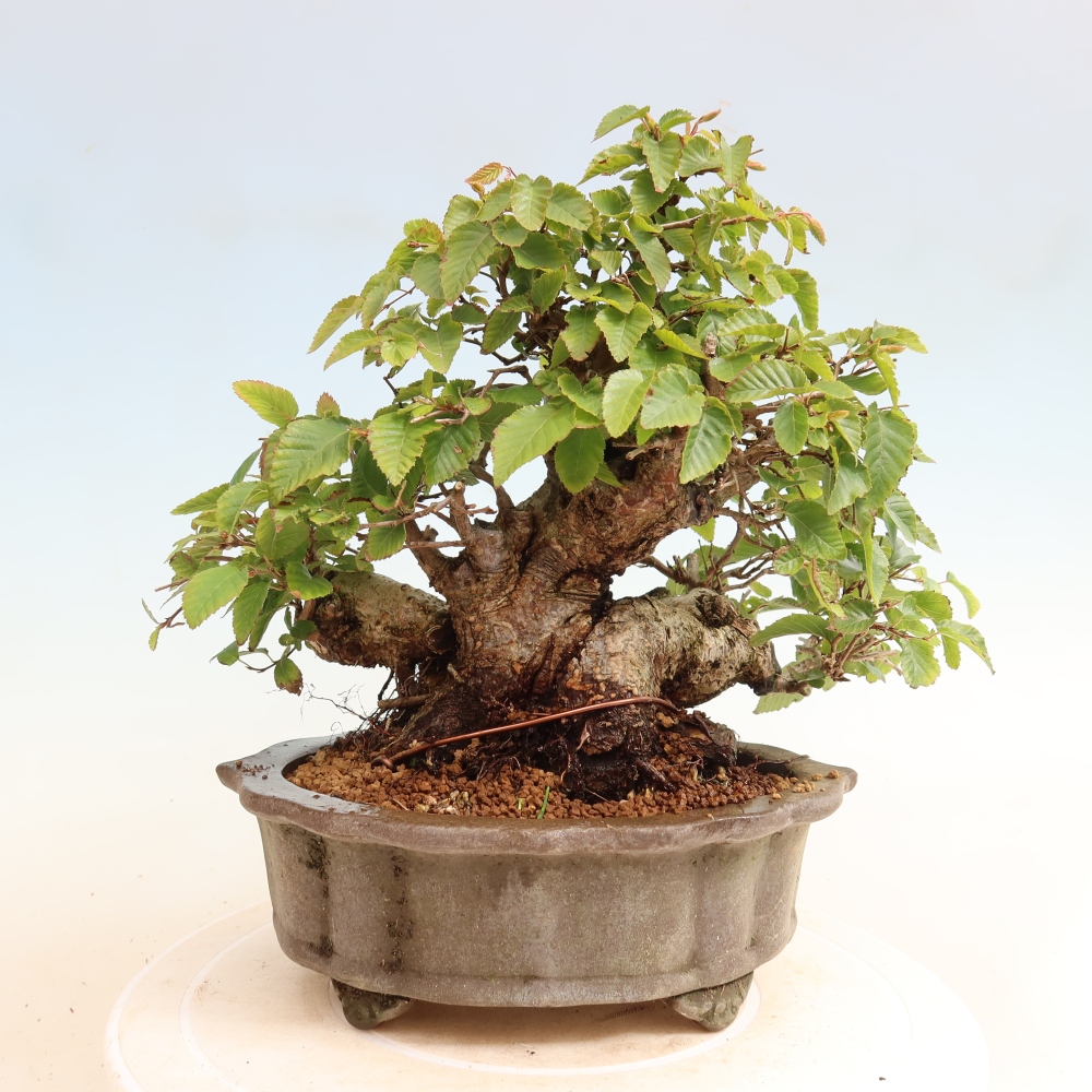 Bonsaï d'extérieur -Carpinus CARPINOIDES - Charme de Corée