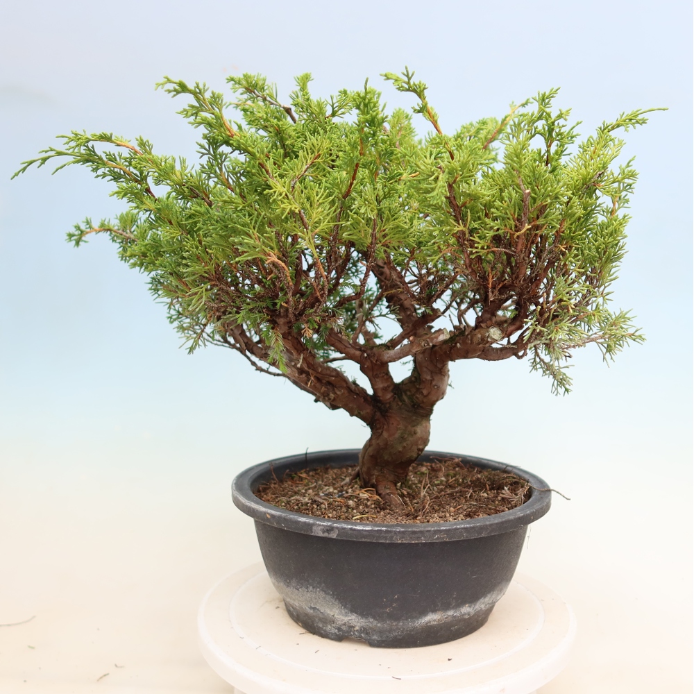 Bonsaï d'extérieur - Juniperus chinensis Itoigawa-Juniperus chinensis