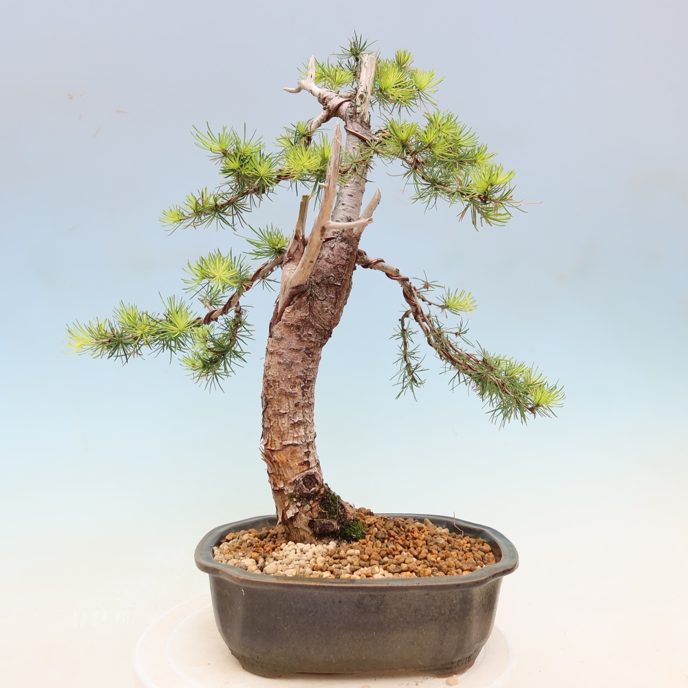 Bonsaï d'extérieur -Larix decidua - Mélèze