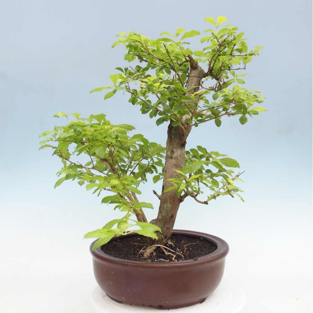 Bonsaï de chambre - Duranta erecta Aurea