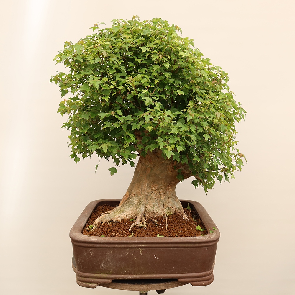 Bonsaï d'extérieur - Maple Burger - Acer Burgerianum
