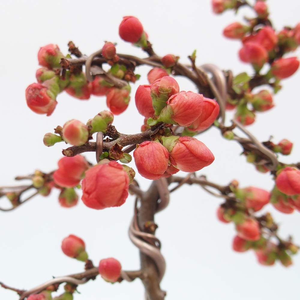 Bonsaï d'extérieur - Chaneomeles s. Red Joy - Coing