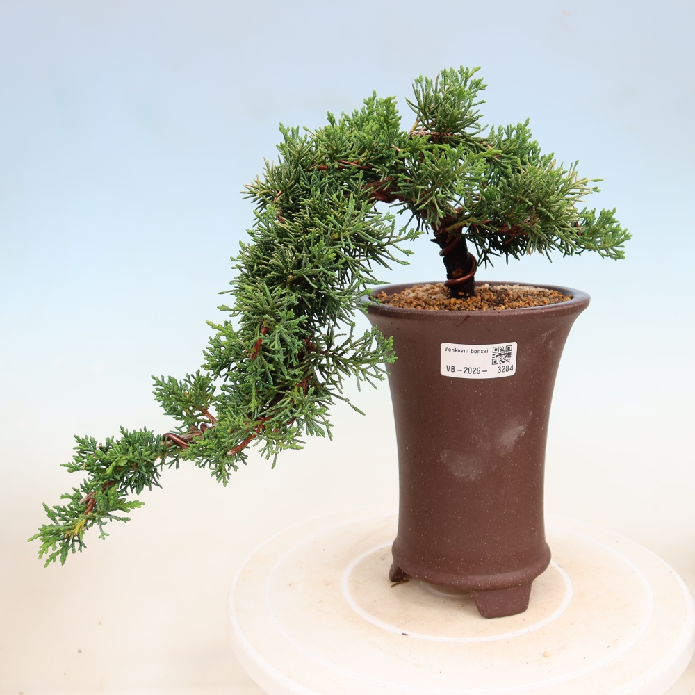 Bonsaï d'extérieur - Juniperus chinensis Kishu