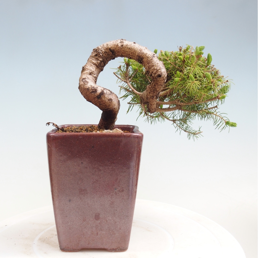 Bonsaï d'extérieur - Épicéa - Picea glauca globe