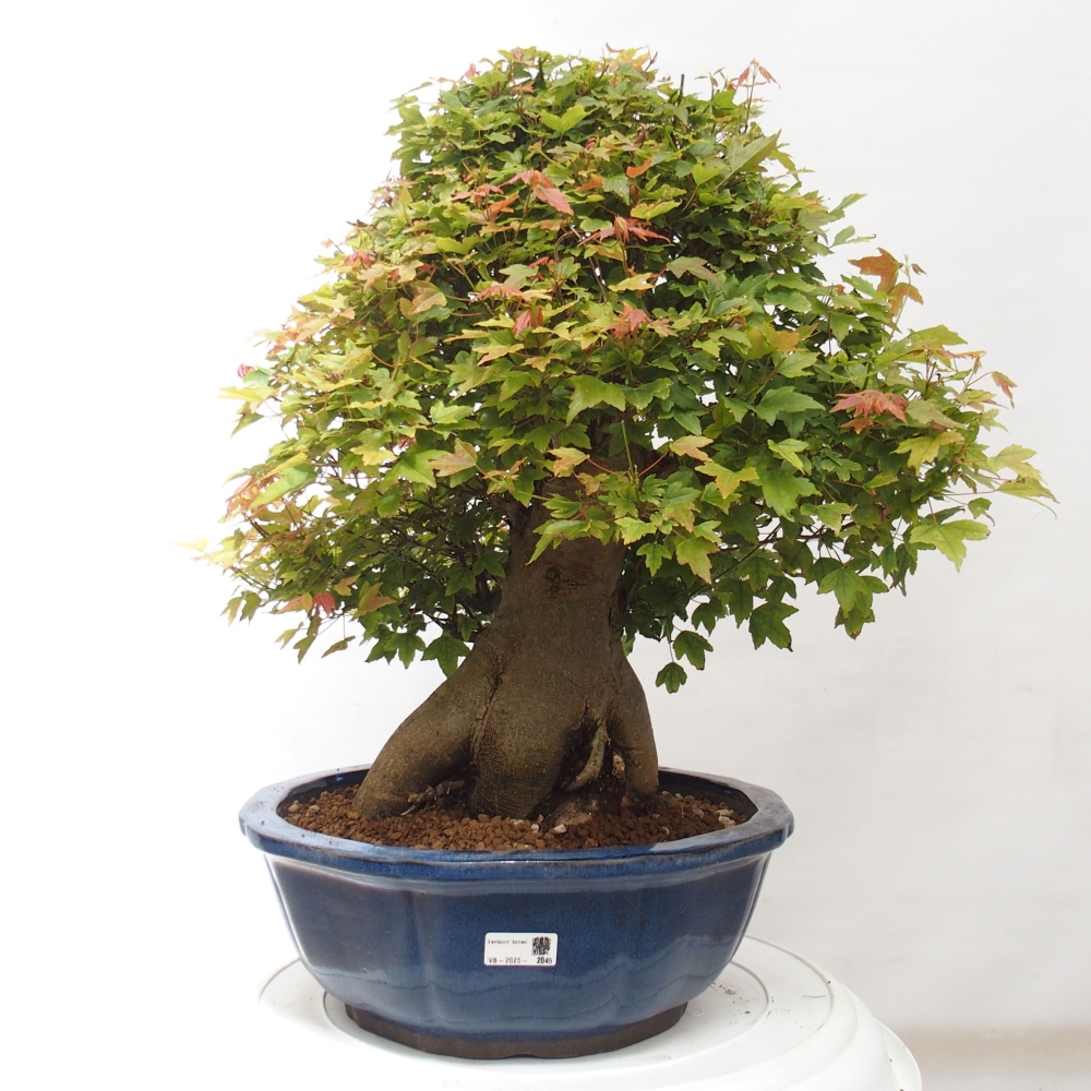 Bonsaï d'extérieur - Acer Buergerianum - Burger Maple