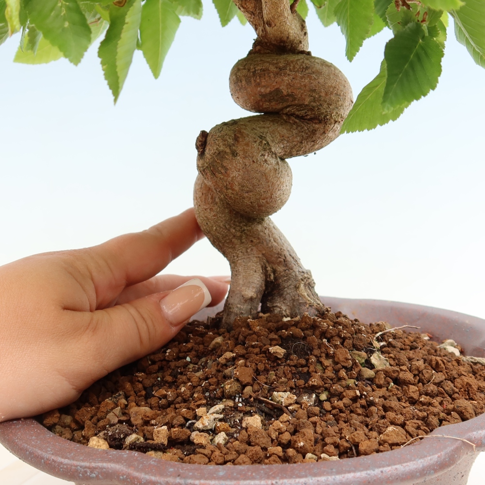 Bonsaï d'extérieur -Carpinus Coreana - Charme de Corée