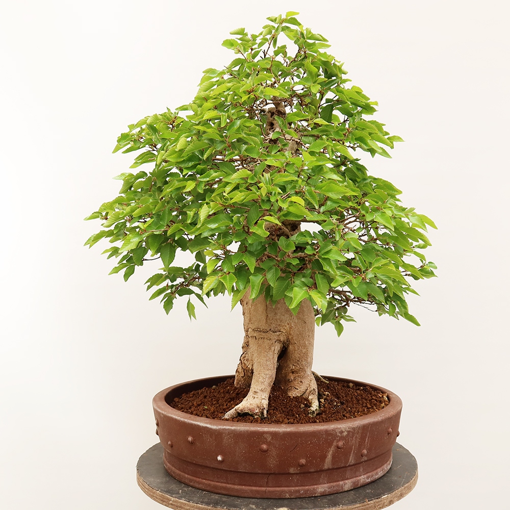 Bonsaï d'extérieur -Carpinus Coreana - Charme de Corée