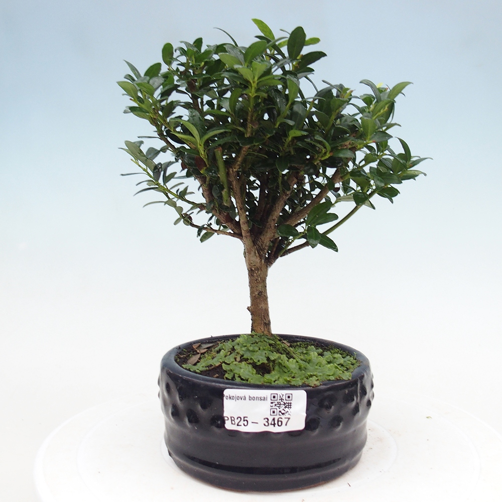 Bonsaï de chambre - Ilex crenata - Houx
