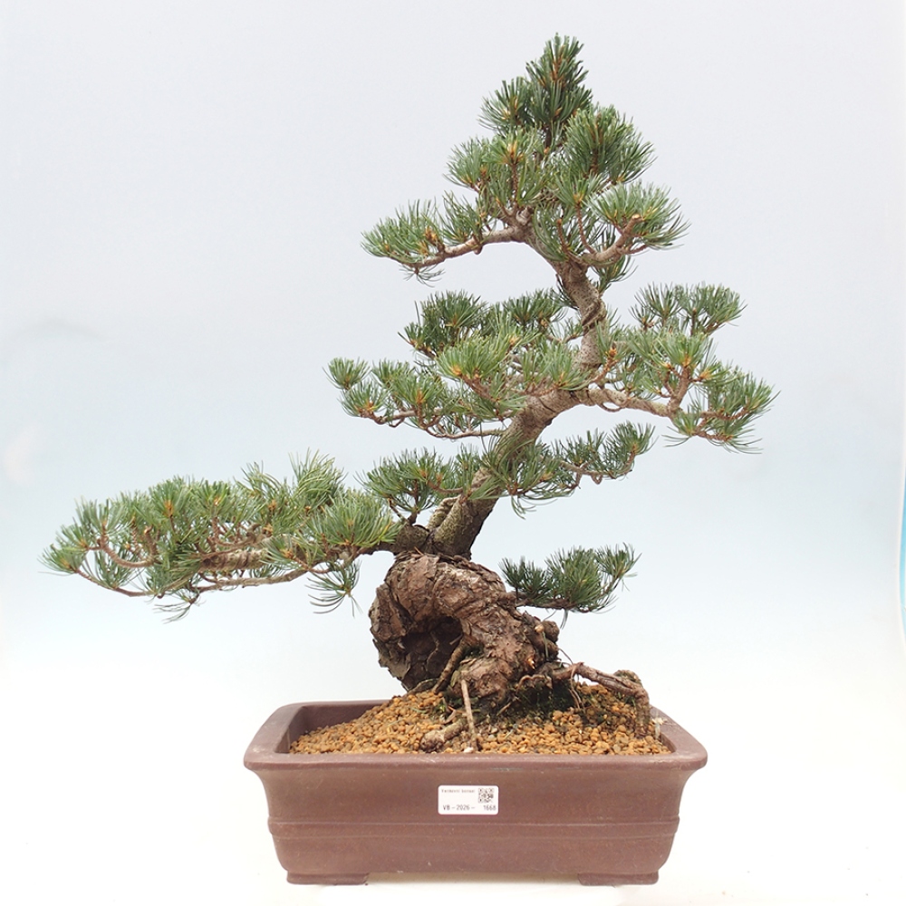 Bonsaï d'extérieur - Pinus parviflora - Pinus parviflora