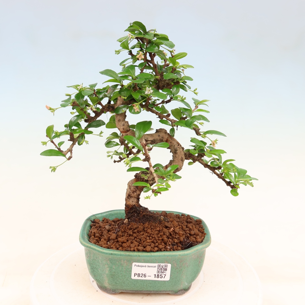 Bonsaï de chambre - Carmona macrophylla - Tea fuki