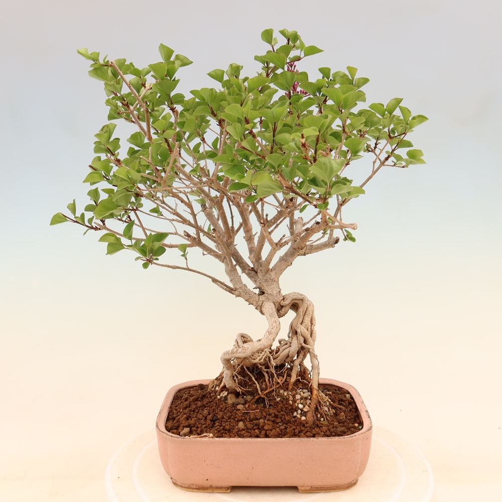 Bonsaï d'extérieur - Syringa microphylla - lilas à petites fleurs