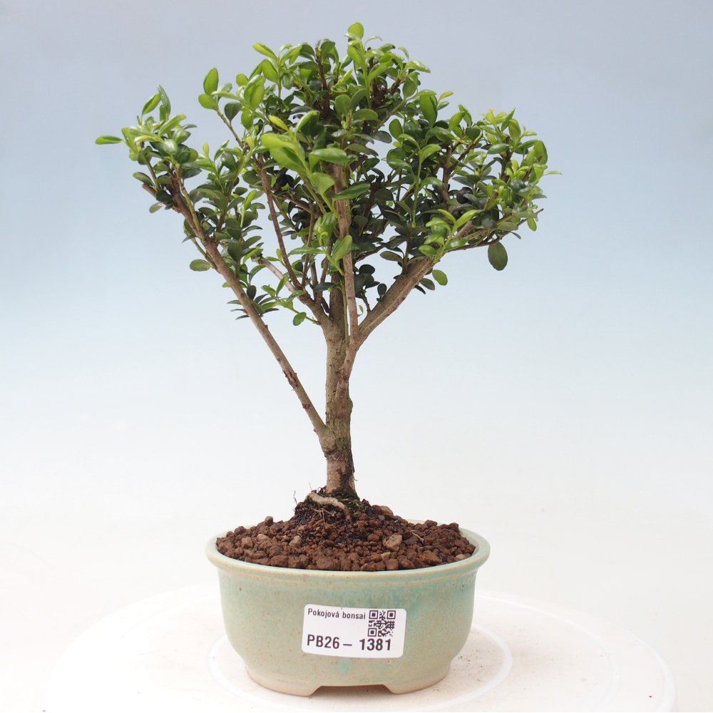 Bonsaï de chambre - Ilex crenata - Houx