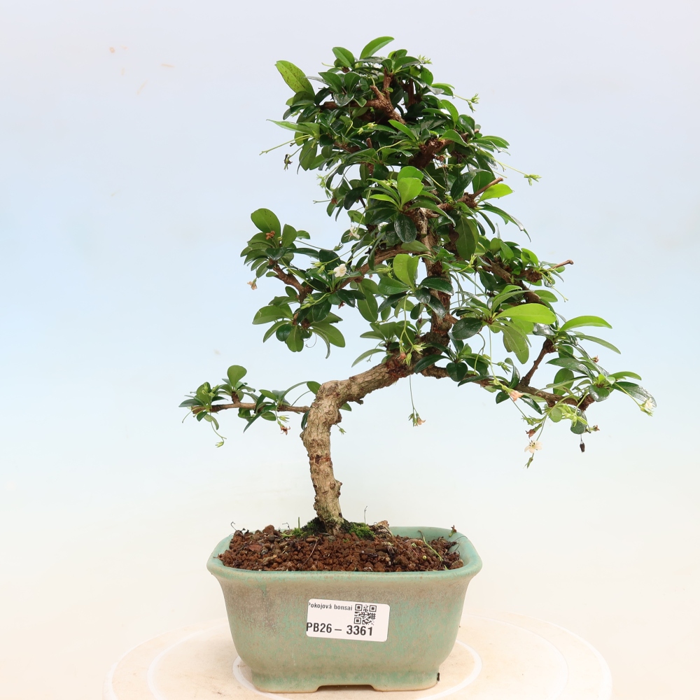 Bonsaï de chambre - Carmona macrophylla - Tea fuki