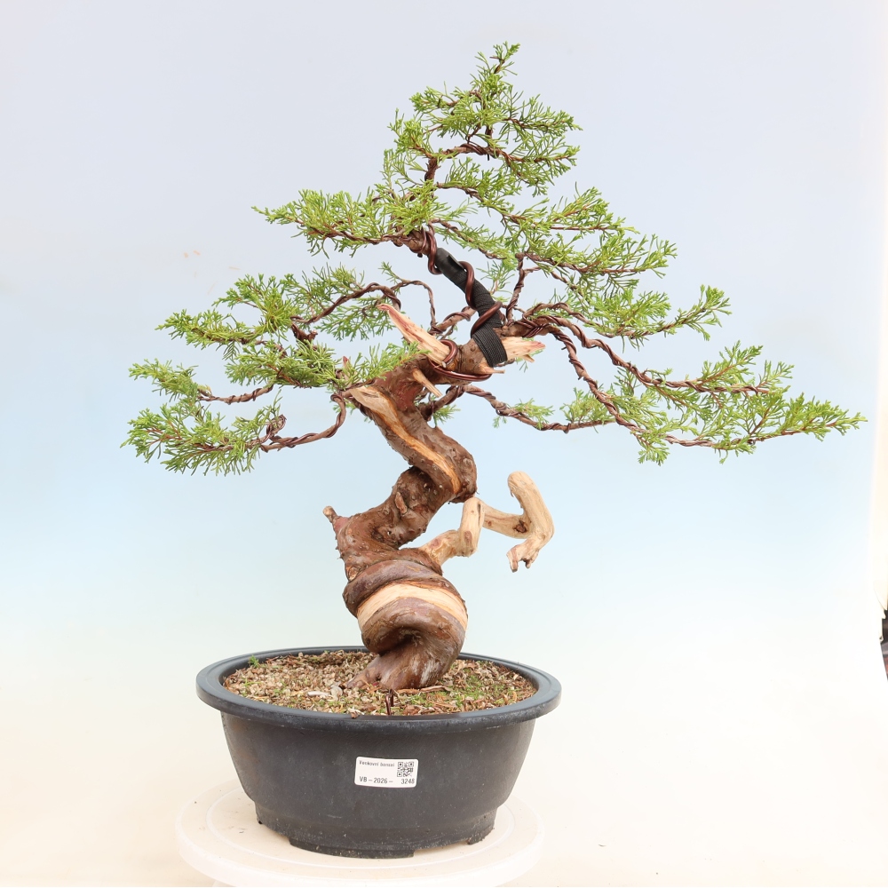Bonsaï d'extérieur - Juniperus chinensis Itoigawa-Juniperus chinensis